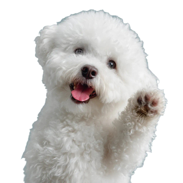 Happy Bichon Frise V2 Vinyl Car Decal Sticker – Waterproof & UV-Resistant 8"