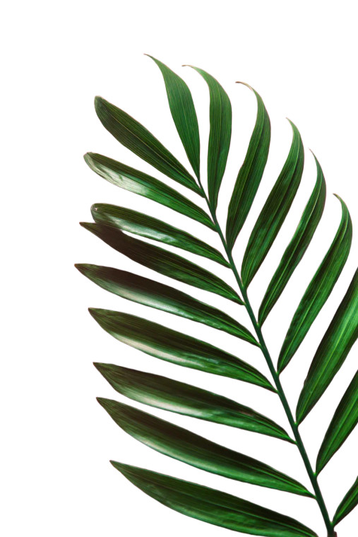 Tropical Palm Leaf Vinyl Car Decal Sticker – Waterproof & UV-Resistant 8"