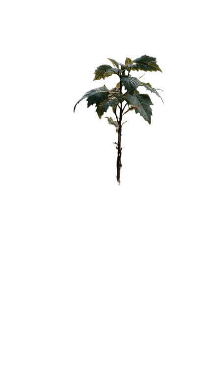 Emerging Seedling Vinyl Car Decal Sticker – Waterproof & UV-Resistant 8"