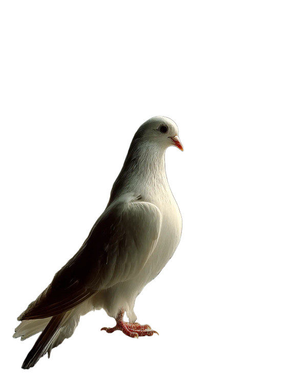 White Dove Perched V2 Vinyl Car Decal Sticker – Waterproof & UV-Resistant 8"