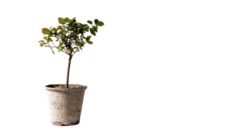 Potted Tree Vinyl Car Decal Sticker – Waterproof & UV-Resistant 8"