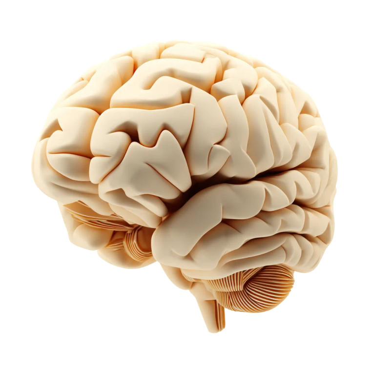 Close-Up Brain Vinyl Car Decal Sticker – Waterproof & UV-Resistant 8"