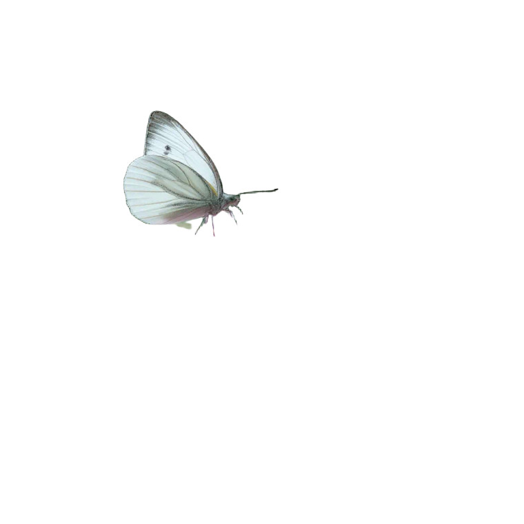 White Butterfly V4 Vinyl Car Decal Sticker – Waterproof & UV-Resistant 8"