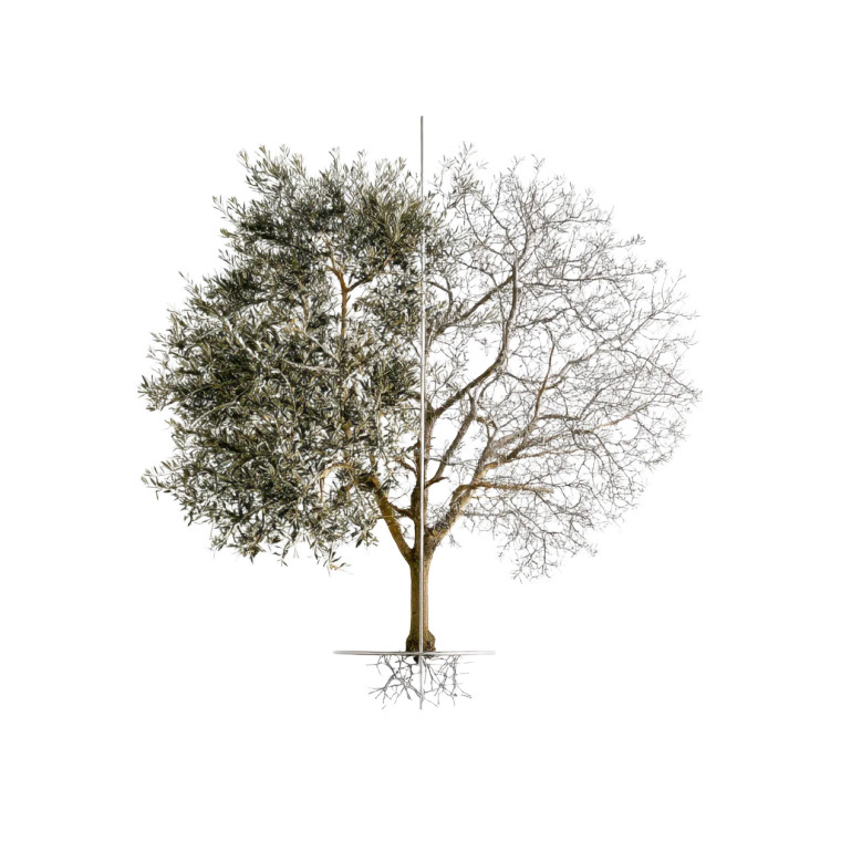 Leafless Olivetree Vinyl Car Decal Sticker – Waterproof & UV-Resistant 8"