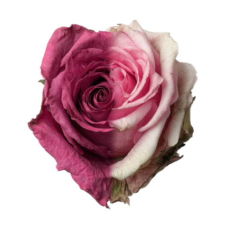 Withered Rose Vinyl Car Decal Sticker – Waterproof & UV-Resistant 8"