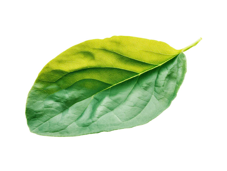 Green Leaf V2 Vinyl Car Decal Sticker – Waterproof & UV-Resistant 8"