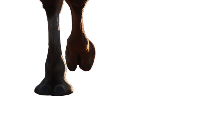 Camel Desert Walk Vinyl Car Decal Sticker – Waterproof & UV-Resistant 8"