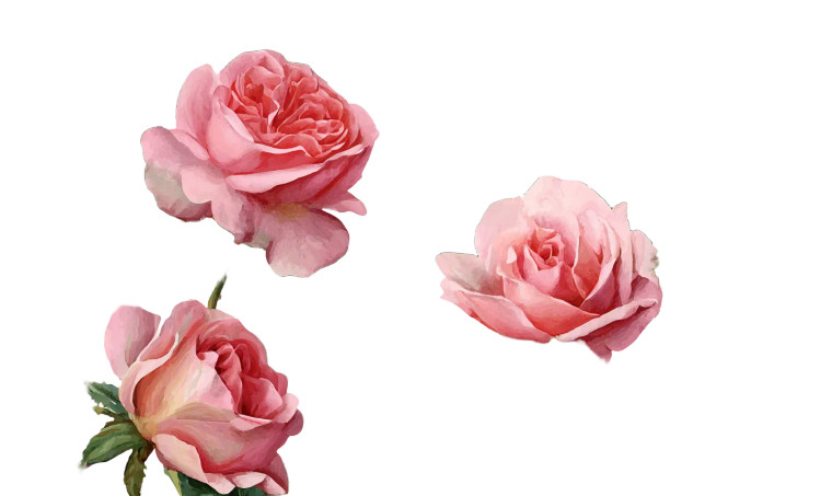 Pink Roses Vinyl Car Decal Sticker – Waterproof & UV-Resistant 8"