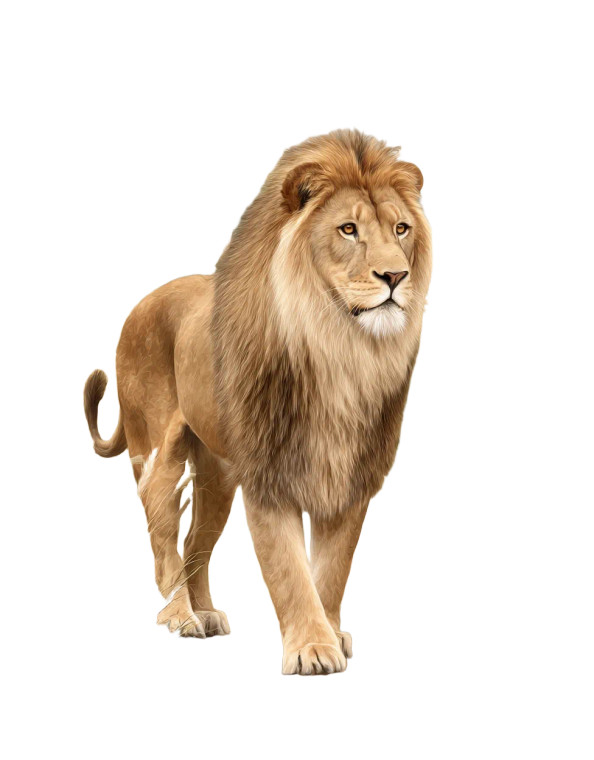 Majestic Lion V8 Vinyl Car Decal Sticker – Waterproof & UV-Resistant 8"