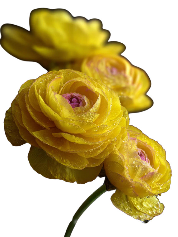 Yellow Ranunculus Dew Vinyl Car Decal Sticker – Waterproof & UV-Resistant 8"