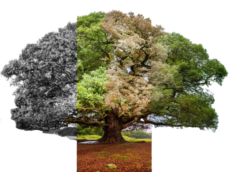 Seasonal Tree Quartet Vinyl Car Decal Sticker – Waterproof & UV-Resistant 8"