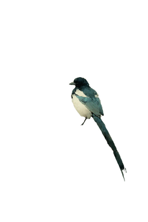 Magpie On Branch V3 Vinyl Car Decal Sticker – Waterproof & UV-Resistant 8"