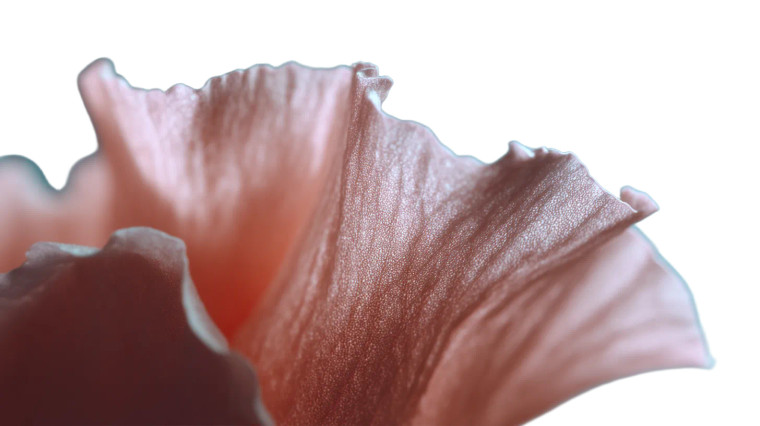 Salmon-Pink Rose Petal Vinyl Car Decal Sticker – Waterproof & UV-Resistant 8"