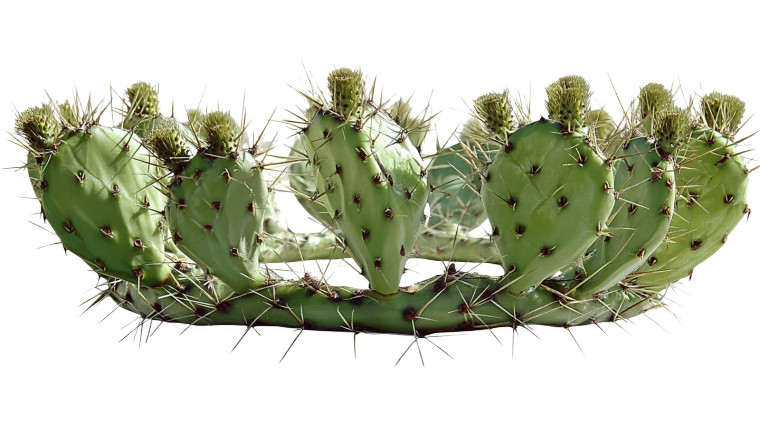 Prickly Pear Cactus V4 Vinyl Car Decal Sticker – Waterproof & UV-Resistant 8"