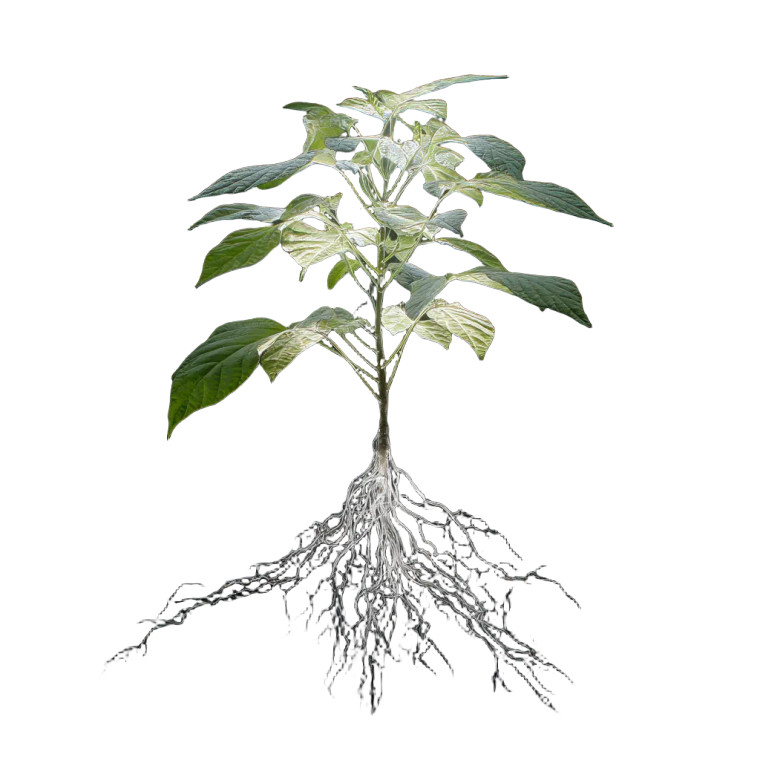 Glowing Sapling Vinyl Car Decal Sticker – Waterproof & UV-Resistant 8"