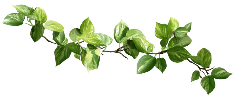 Green Climbing Plant V2 Vinyl Car Decal Sticker – Waterproof & UV-Resistant 8"