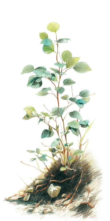 Enchanted Sapling Vinyl Car Decal Sticker – Waterproof & UV-Resistant 8"