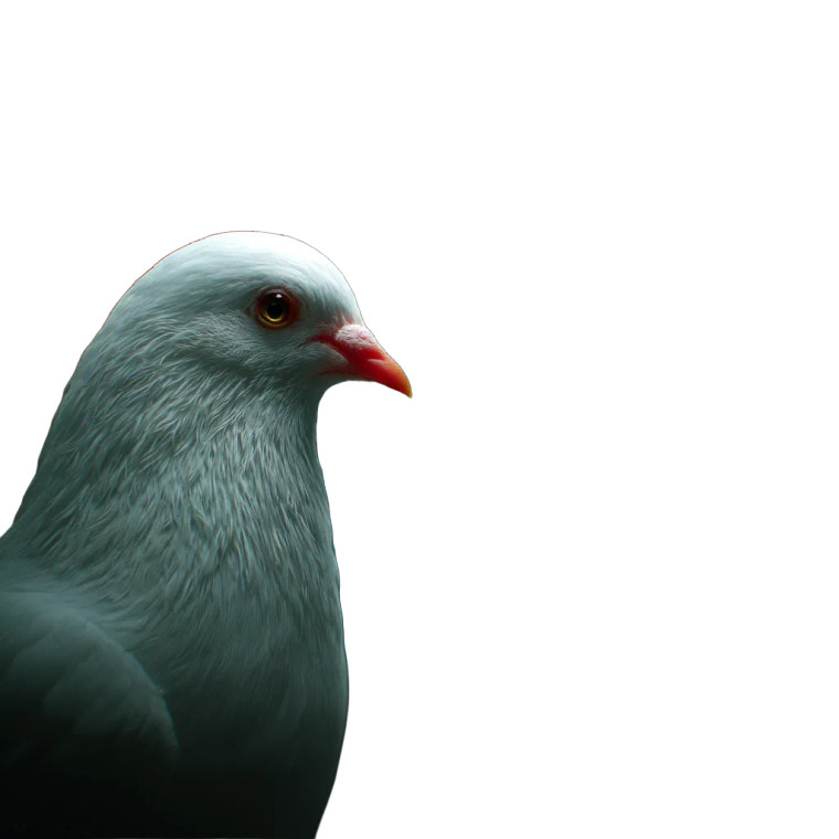 Peace Dove Vs Militants Vinyl Car Decal Sticker – Waterproof & UV-Resistant 8"