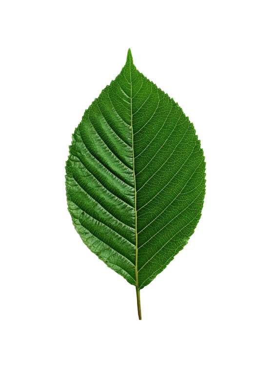 Green Leaf V3 Vinyl Car Decal Sticker – Waterproof & UV-Resistant 8"