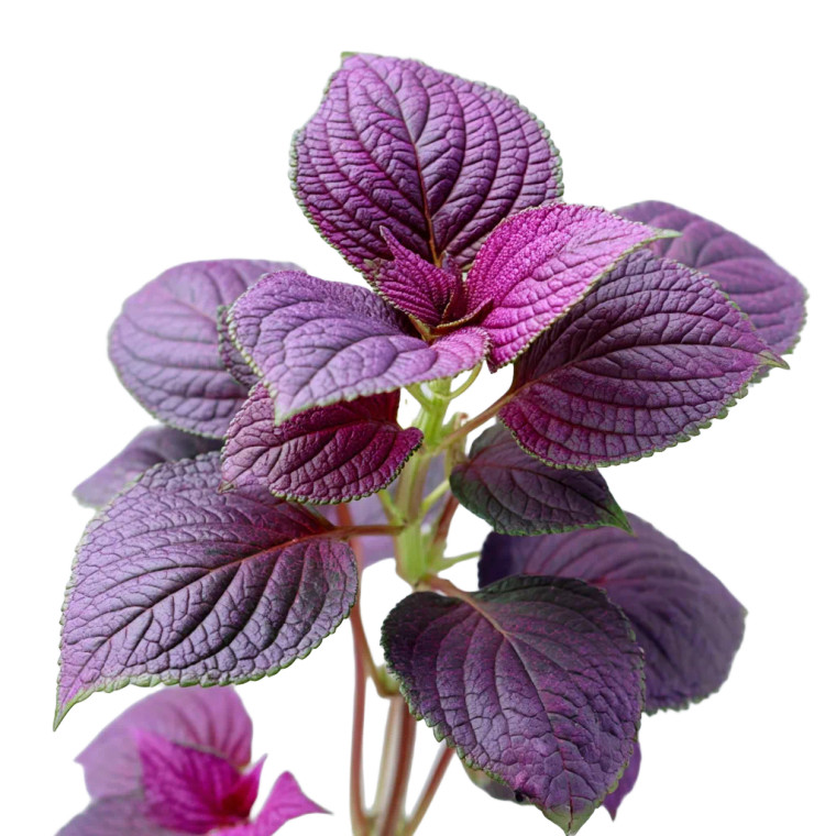 Purple Perilla Vinyl Car Decal Sticker – Waterproof & UV-Resistant 8"