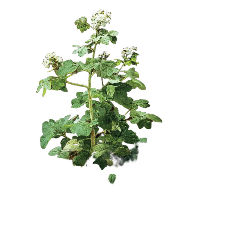 Folk Medicine Plant Vinyl Car Decal Sticker – Waterproof & UV-Resistant 8"