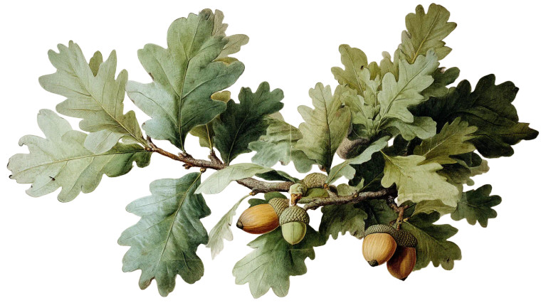 Botanical Oak Illustration Vinyl Car Decal Sticker – Waterproof & UV-Resistant 8"