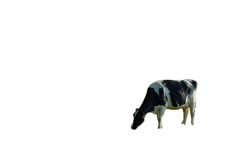 Holstein Cow Grazing V2 Vinyl Car Decal Sticker – Waterproof & UV-Resistant 8"