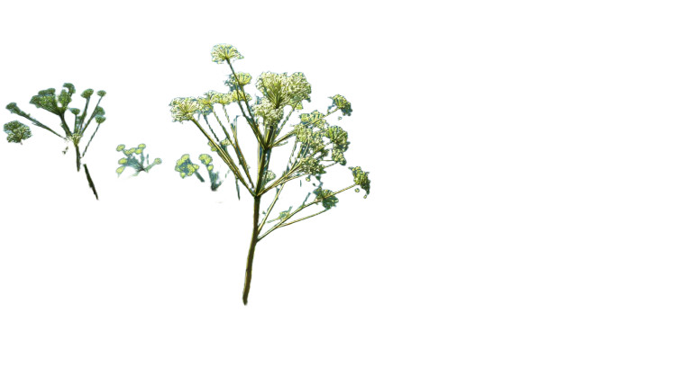 Sea Fennel Plant Vinyl Car Decal Sticker – Waterproof & UV-Resistant 8"