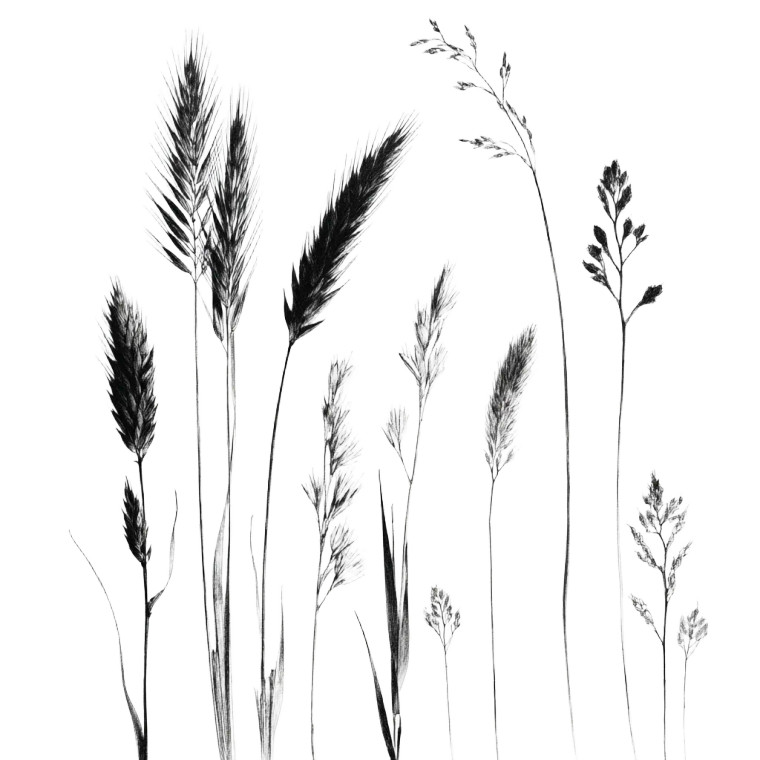 Botanical Grass Sketch Vinyl Car Decal Sticker – Waterproof & UV-Resistant 8"