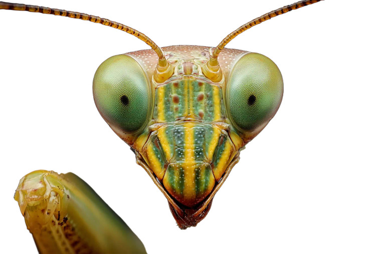 Praying Mantis Head Vinyl Car Decal Sticker – Waterproof & UV-Resistant 8"