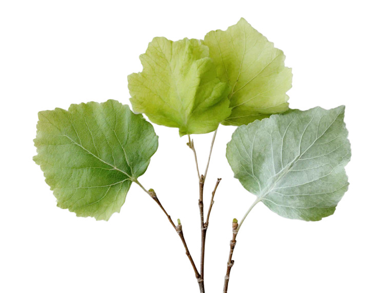 Green Tree Leaves Vinyl Car Decal Sticker – Waterproof & UV-Resistant 8" Green Tree Leaves Vinyl Car Decal Sticker – Waterproof & UV-Resistant 8"