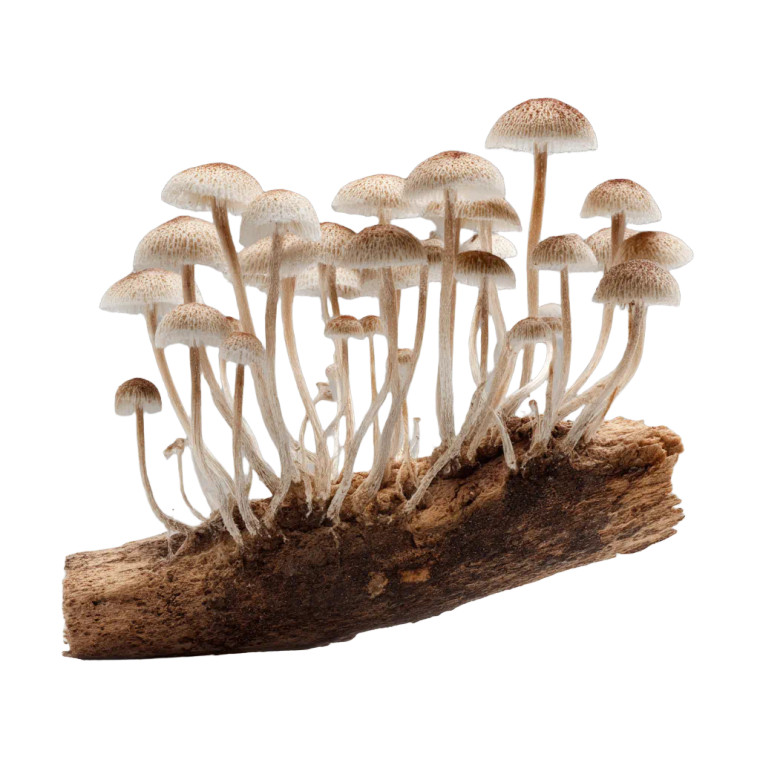 Mycelium Mushrooms Cluster Vinyl Car Decal Sticker – Waterproof & UV-Resistant 8"