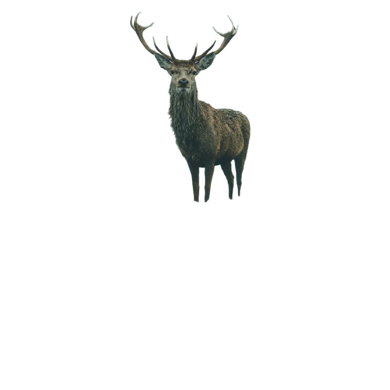 Stag By Lake Vinyl Car Decal Sticker – Waterproof & UV-Resistant 8"