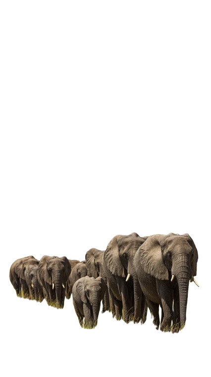 Majestic Elephant Herd Vinyl Car Decal Sticker – Waterproof & UV-Resistant 8"