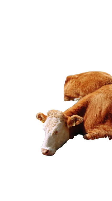 Content Cows Vinyl Car Decal Sticker – Waterproof & UV-Resistant 8"