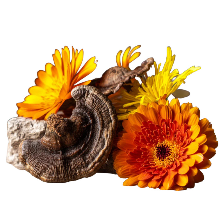 Reishi And Calendula Vinyl Car Decal Sticker – Waterproof & UV-Resistant 8"