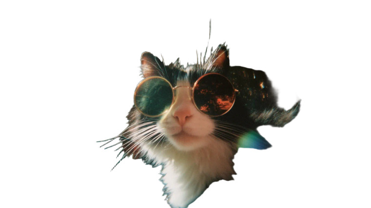 Funky Sunglasses Cat Vinyl Car Decal Sticker – Waterproof & UV-Resistant 8"