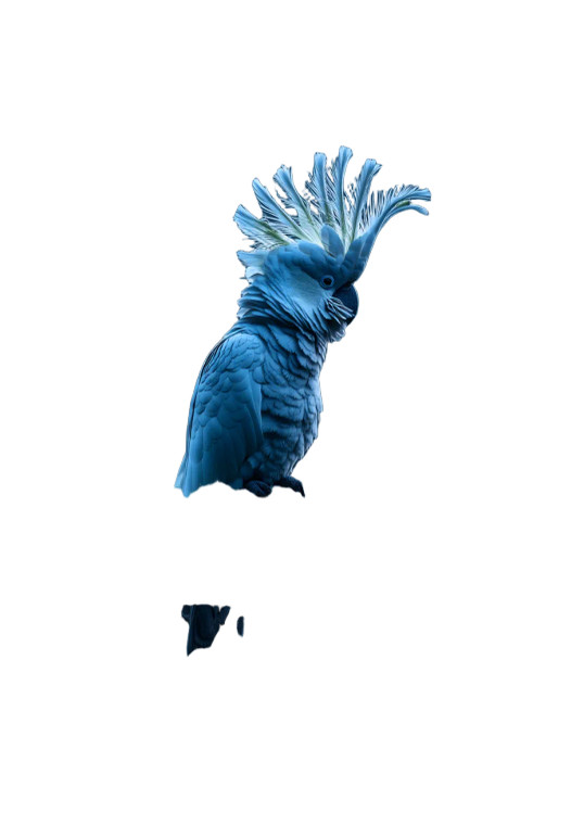 Regal Sulphur-Crested Cockatoo Vinyl Car Decal Sticker – Waterproof & UV-Resistant 8"