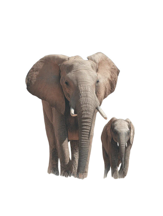 Elephant Duo Vinyl Car Decal Sticker – Waterproof & UV-Resistant 8"