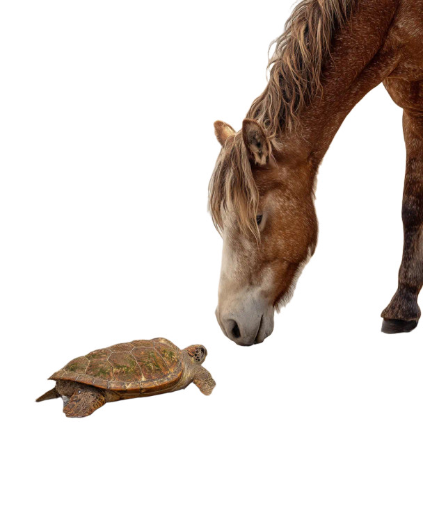 Wild Horse Sniffing Vinyl Car Decal Sticker – Waterproof & UV-Resistant 8"