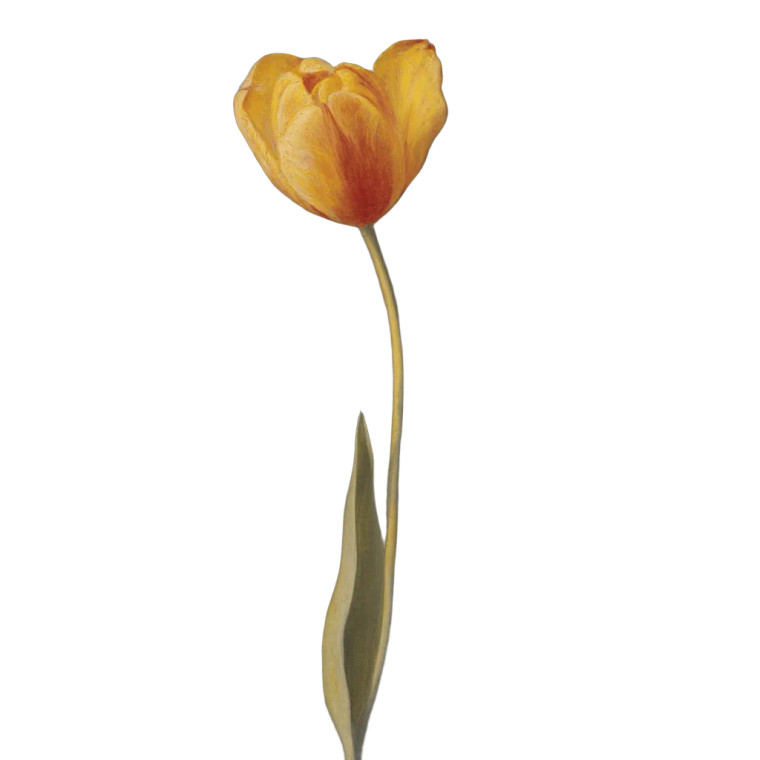 Close Tulip Vinyl Car Decal Sticker – Waterproof & UV-Resistant 8"