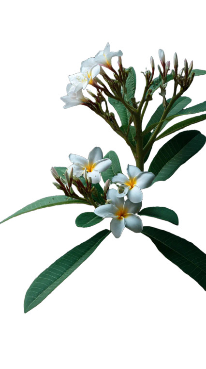 White Frangipani Flowers Vinyl Car Decal Sticker – Waterproof & UV-Resistant 8"