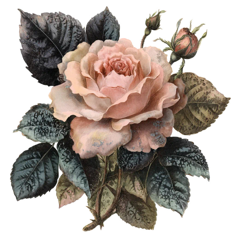 Gothic Peach Rose Vinyl Car Decal Sticker – Waterproof & UV-Resistant 8"
