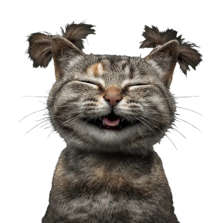 Smiling Gray Cat V2 Vinyl Car Decal Sticker – Waterproof & UV-Resistant 8"