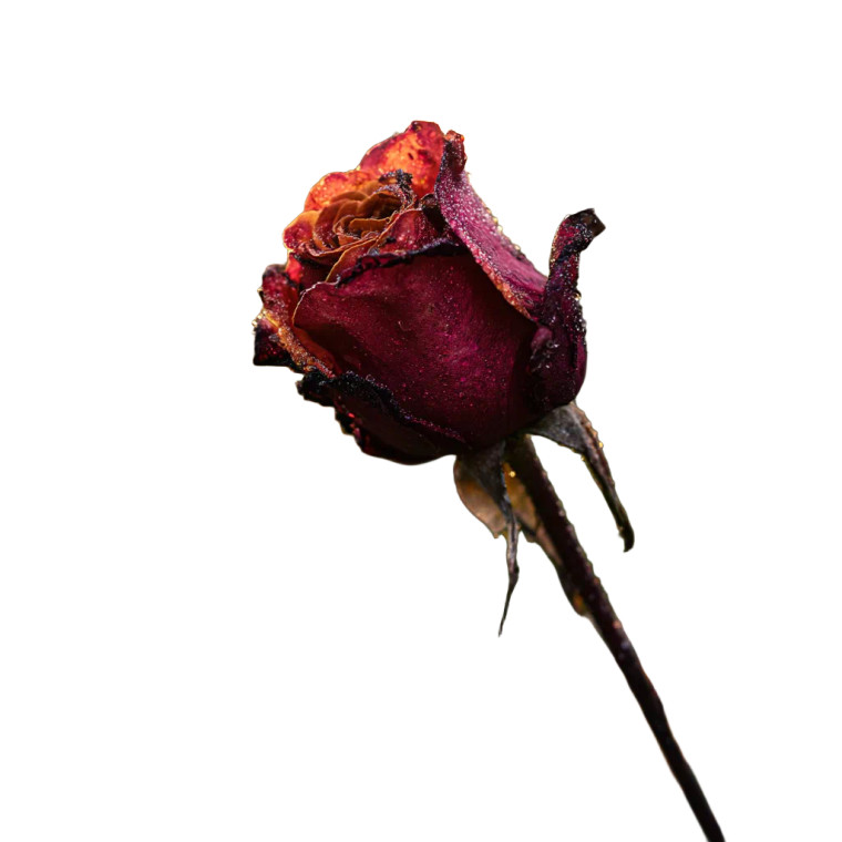 Red Rose Macro Vinyl Car Decal Sticker – Waterproof & UV-Resistant 8"