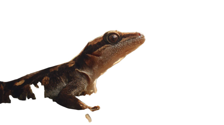 Crawling Gecko Vinyl Car Decal Sticker – Waterproof & UV-Resistant 8"