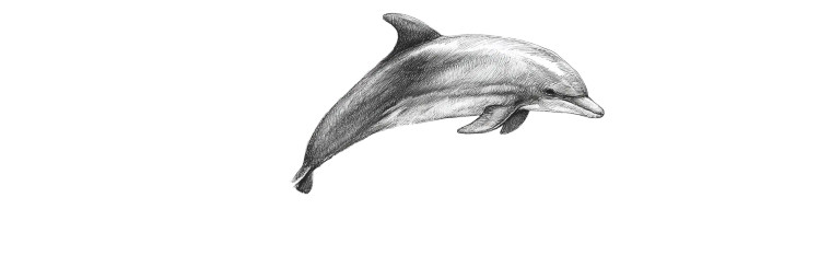 Jumping Dolphin Sketch Vinyl Car Decal Sticker – Waterproof & UV-Resistant 8"