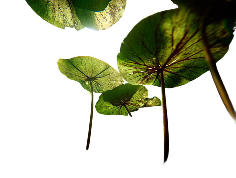 Underwater Water Lilies Vinyl Car Decal Sticker – Waterproof & UV-Resistant 8"