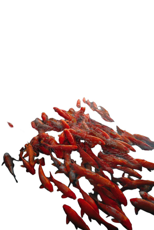 Koi Swimming Queue Vinyl Car Decal Sticker – Waterproof & UV-Resistant 8"