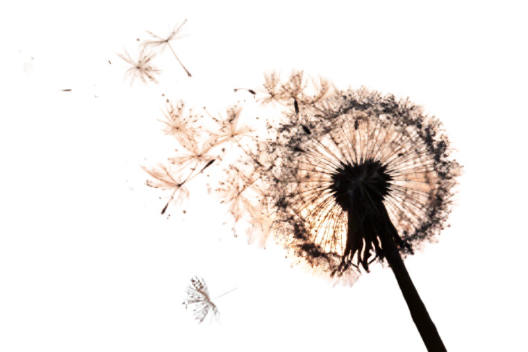 Dandelion Seed Flight Vinyl Car Decal Sticker – Waterproof & UV-Resistant 8"